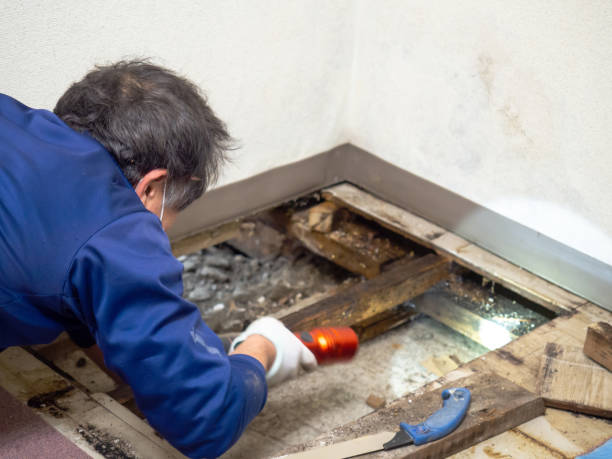 Best Mold Remediation  in Lewiston, UT
