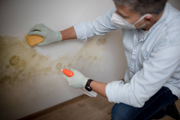 Best Mold Damage Repair  in Lewiston, UT