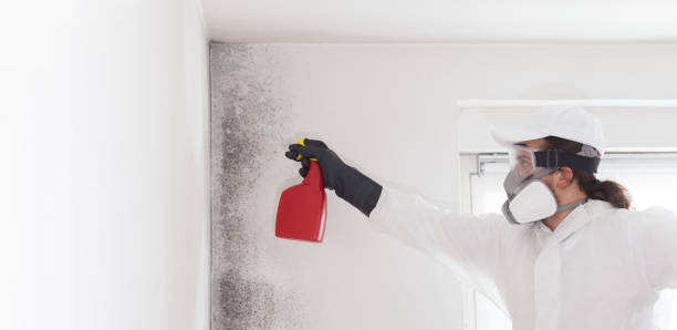 Best Mold Removal Company Near Me  in Lewiston, UT