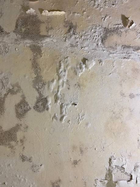 Best Certified Mold Removal  in Lewiston, UT