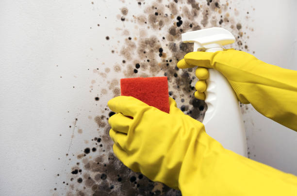 Best Mold Cleaning Services  in Lewiston, UT