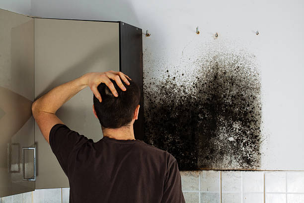 Best Mold Remediation  in Lewiston, UT
