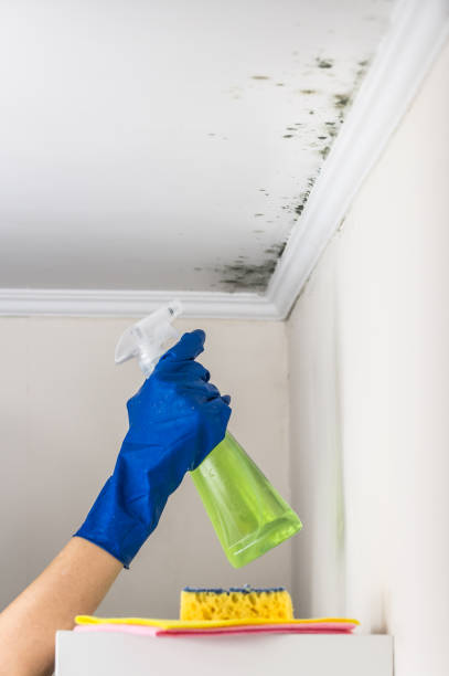 Best Mold Testing  in Lewiston, UT