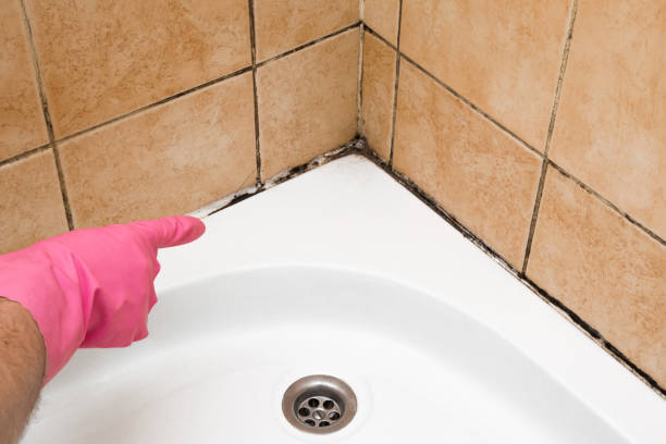Best Office Mold Removal Services  in Lewiston, UT